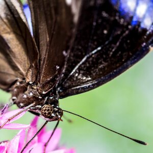 Bloom insect nature