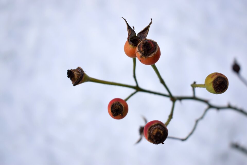 Snow cold garden