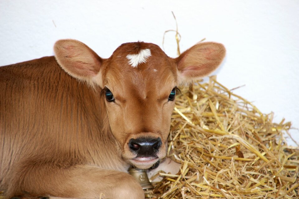 Calves young calf ruminant