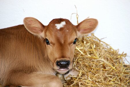 Calves young calf ruminant