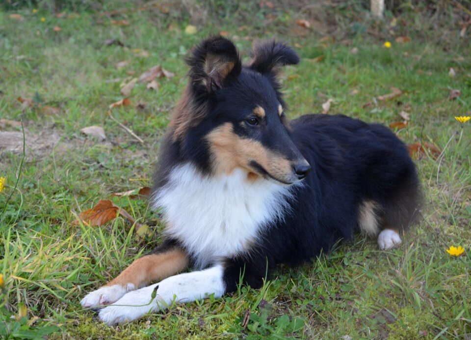 Shetland sheepdog doggie color tri-color
