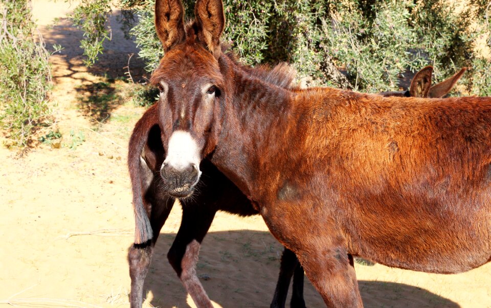 Donkeys animals head