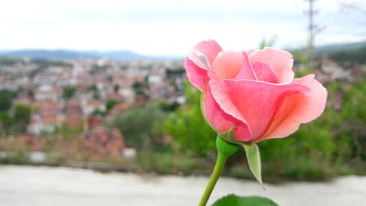 No one rose summer