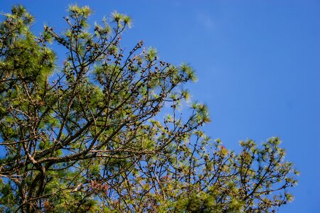 Branch pine trees green photo