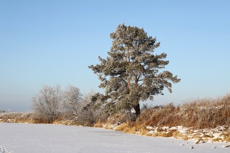 Russia river coniferous tree photo