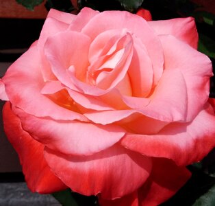 Floral nature love