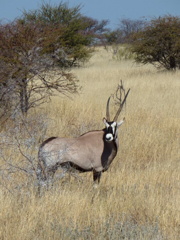 Animals antelope oryx