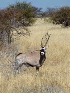 Animals antelope oryx photo