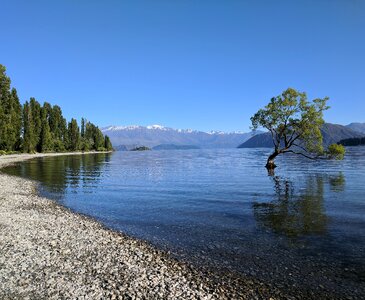 Tree scenic