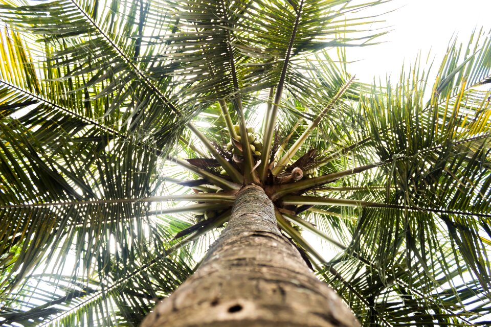 The tree coconut the natural scenery