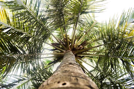 The tree coconut the natural scenery