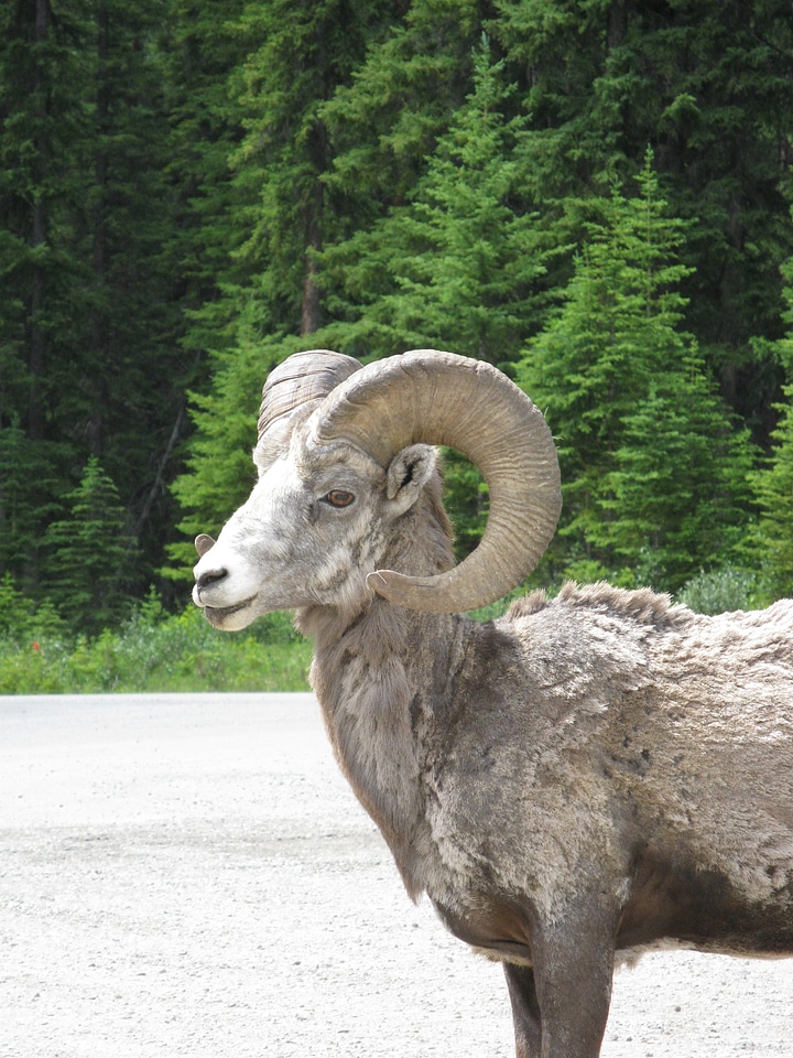 Animal mountain horns