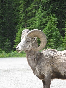 Animal mountain horns photo