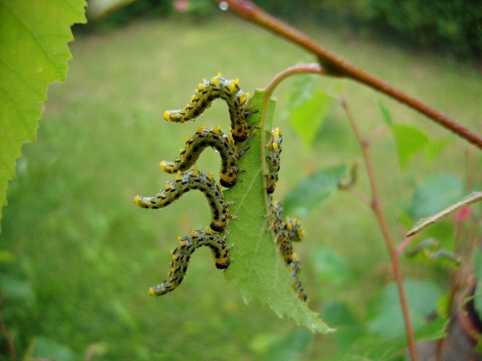 Dance natural leaf