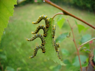 Dance natural leaf