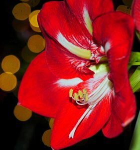 Winter flower blossom bloom