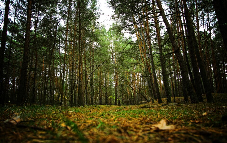 Foliage tree the path