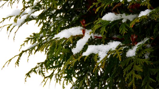 Branch winter conifer photo