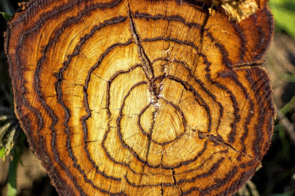 Nature trunk texture