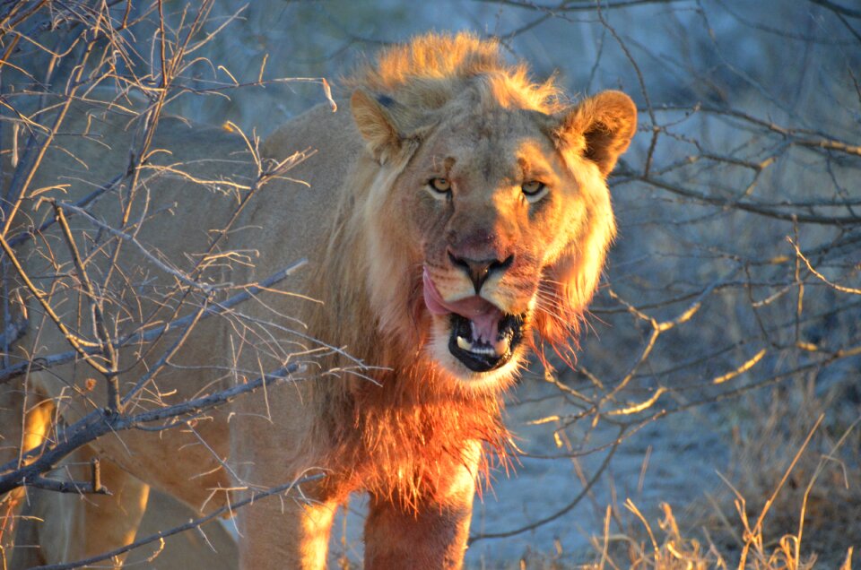 King animal predator