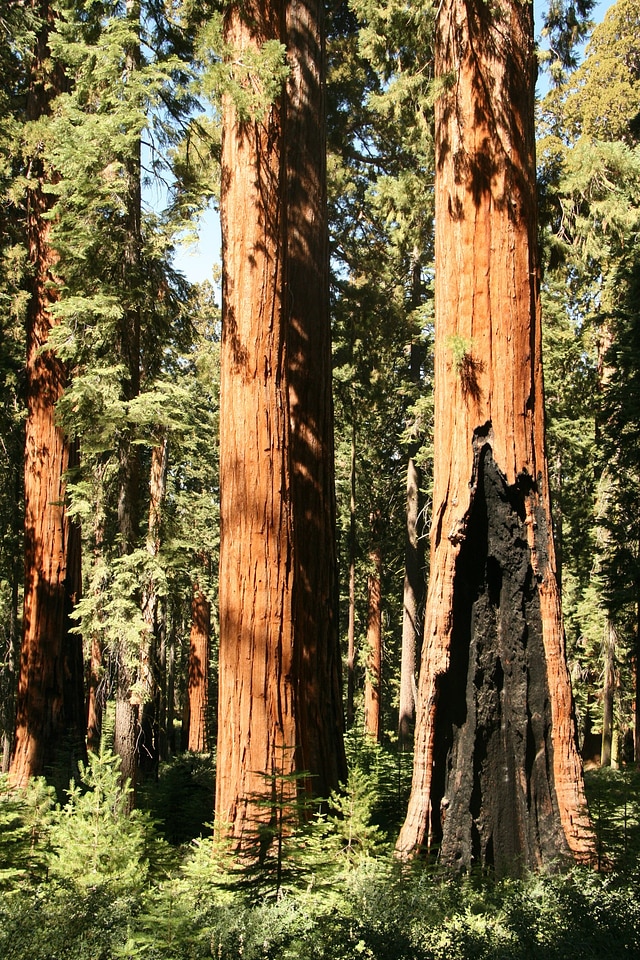 Trees california tree