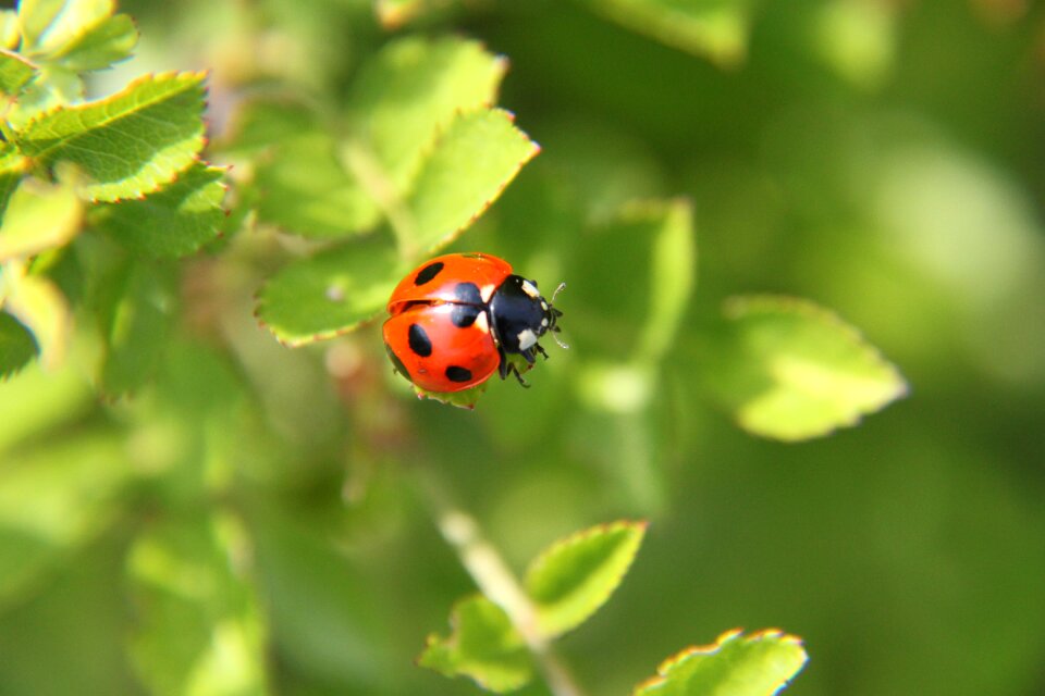 Beetle spring