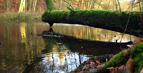 Log old tree weave photo