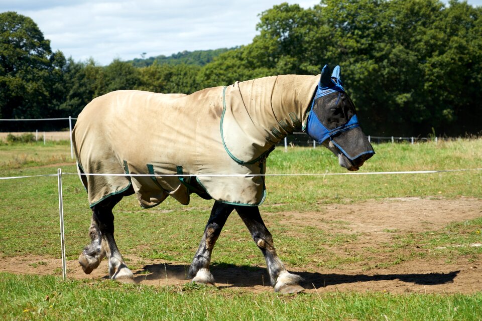 Breeding horseback riding standard