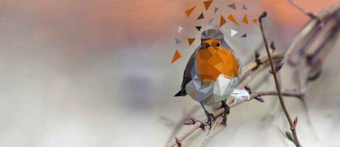Animal animals wild birds
