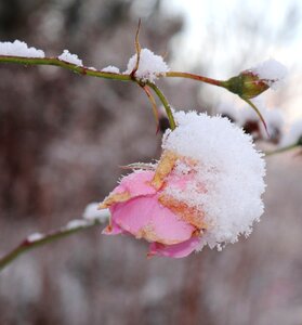 Snow flower frost photo