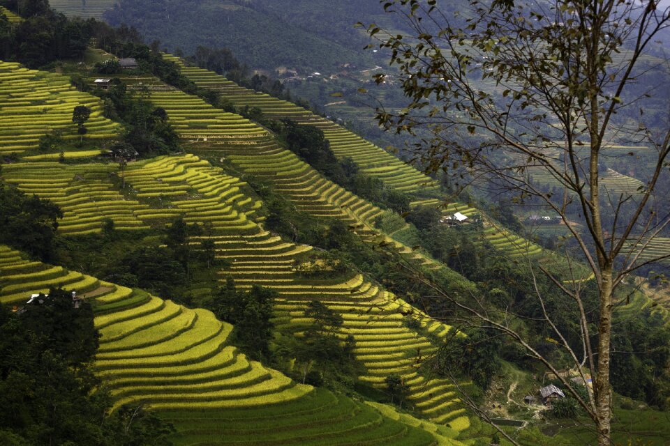 Vietnam soil terraces photo