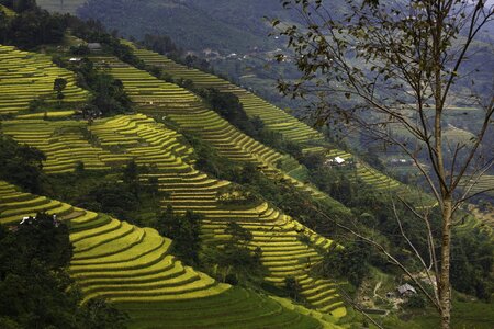 Vietnam soil terraces