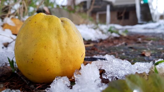 Fruit apple yellow