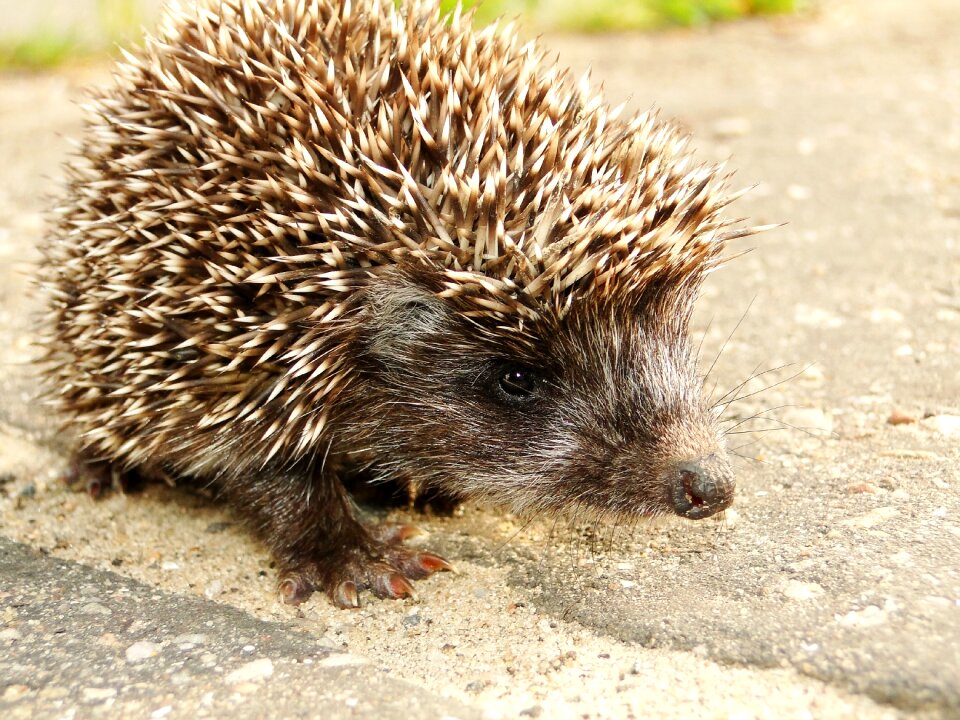 Hedgehog forest spikes