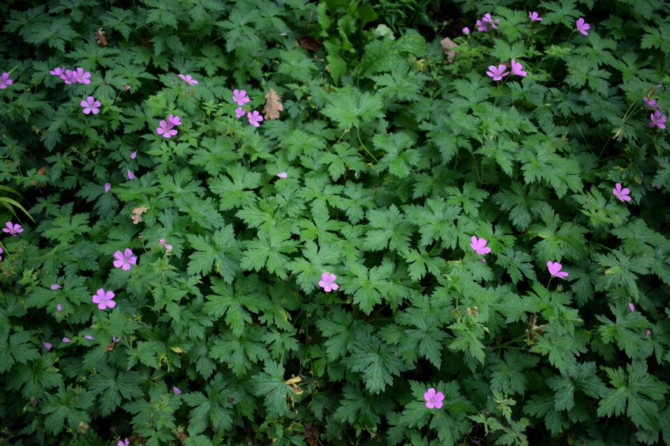 Geranium shadow plant