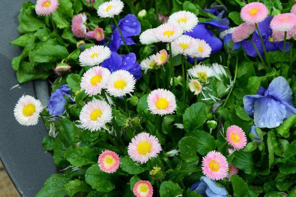 Flowers daisies spring