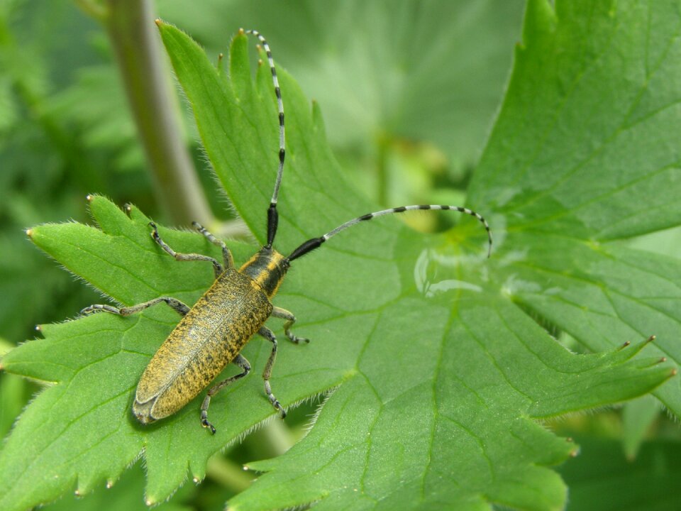 Insect coleoptera cerambycidae