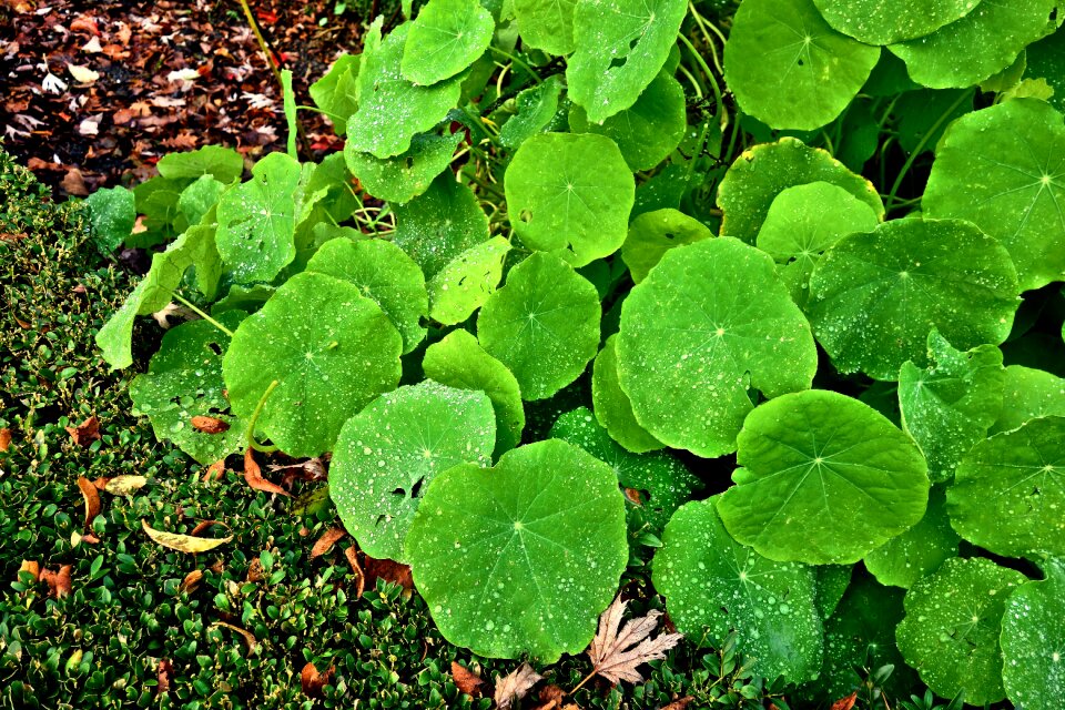 Green droplets vibrant