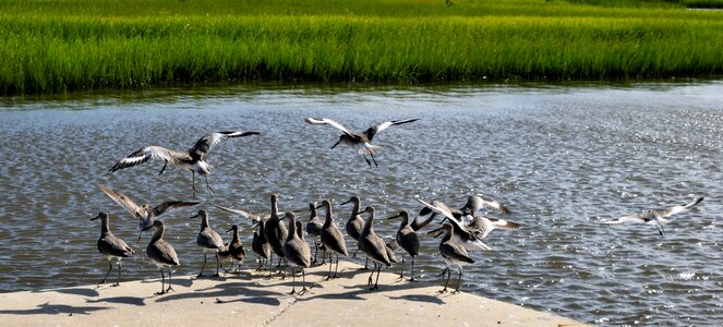 Animal shorebird nature photo