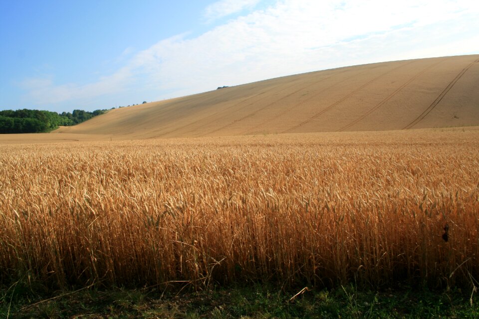 Nature landscape grass