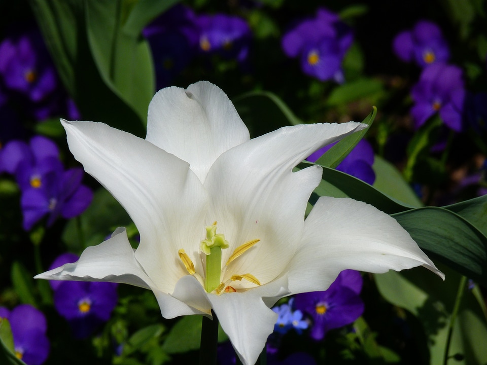 Flower white spring
