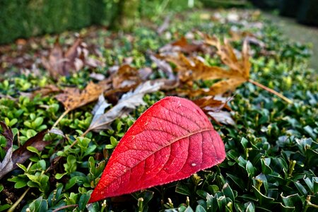 Red leaf seasonal november