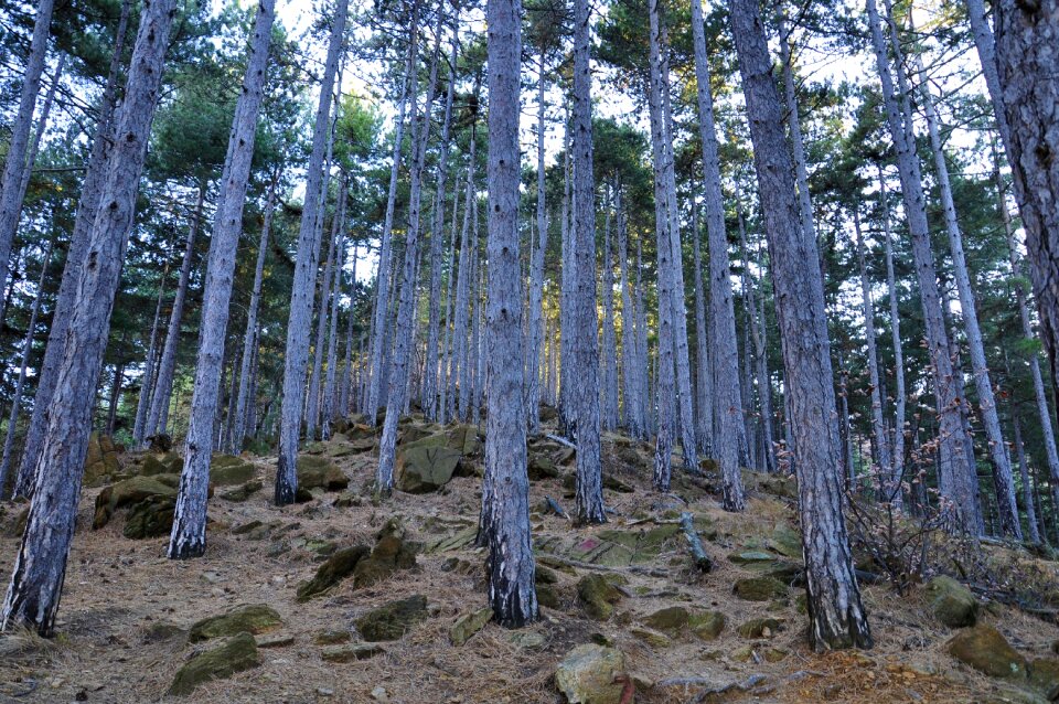 Trees autumn woods nature
