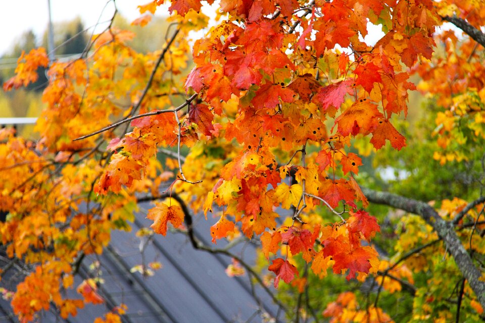 Leaf fall season