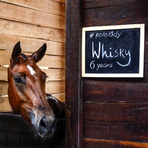Animal equestrian barn photo