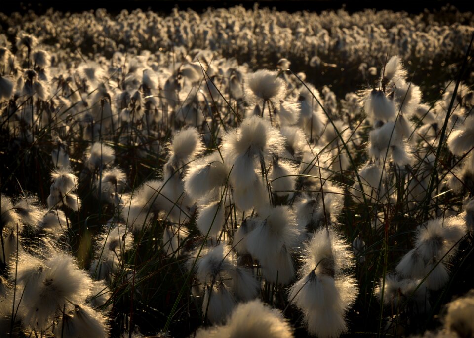 East frisia cotton flower peat bog