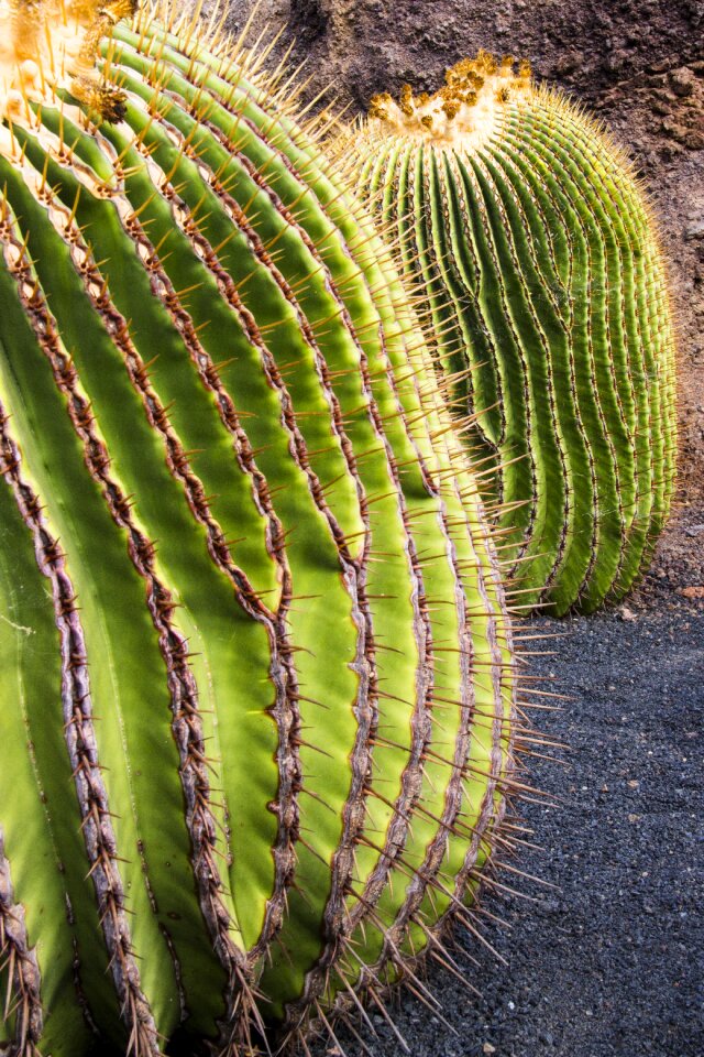 Dorne prickly ball cactus