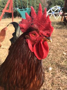 Cock chicken photo