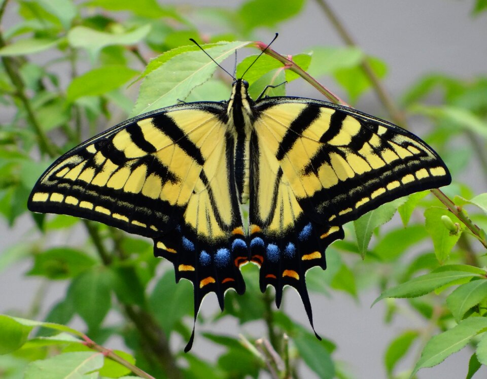 Butterfly monarch