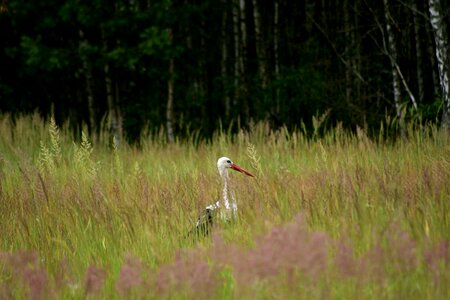Bird white stork village
